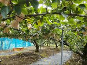 まきさんの梨の錦光園の投稿写真1