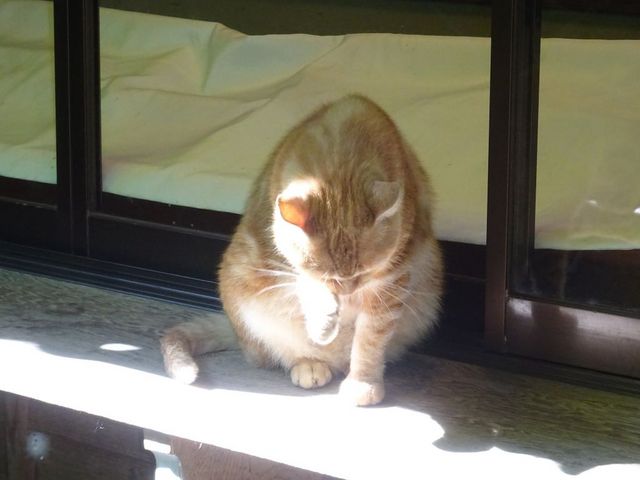 布引観音の猫_布引観音