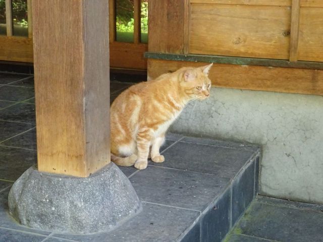布引観音の猫_布引観音