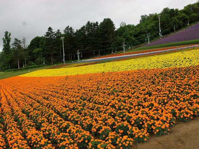 中富良野町営ラベンダー園_北星山 ラベンダー園