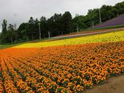 雷ちゃんさんの北星山 ラベンダー園の投稿写真1