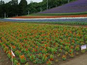 雷ちゃんさんの北星山 ラベンダー園の投稿写真2