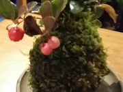 jmさんの.moss/ドットモスの投稿写真1