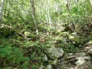 マイBOOさんの恵那山(広河原登山ルート)の投稿写真1