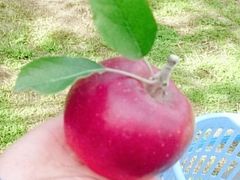 nucchoさんの中村農園への投稿写真1