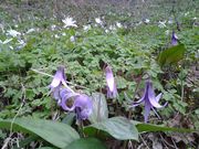 のほほん気分さんの林地区かたくりの花の投稿写真2