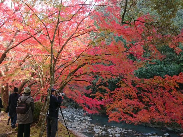 小春日和にて紅葉も美しく、家族連れや往年のカップルが次々と訪れていました。_青井岳温泉