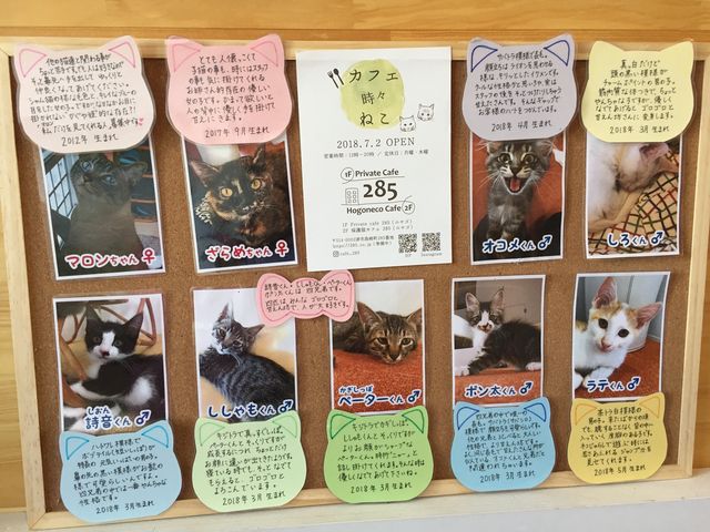 猫ちゃんたちです!_保護猫カフェ285