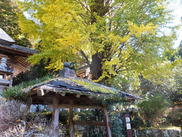 こぼらさんのオハツキイチョウの投稿写真1