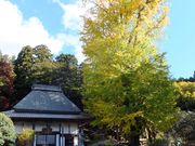 こぼらさんのオハツキイチョウの投稿写真1