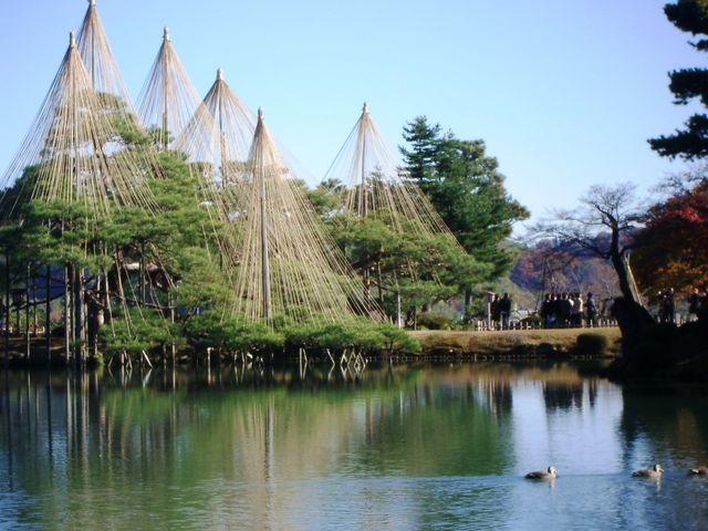 唐崎松(兼六園)