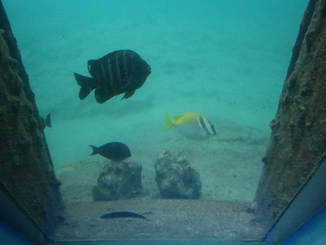 魚_宮古島海中公園