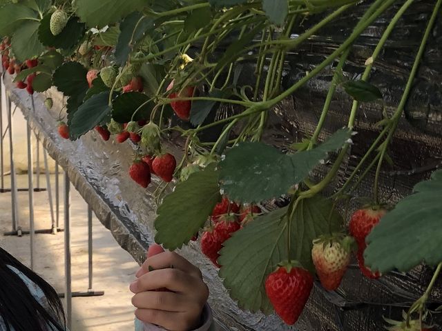いちご〜_二宮いちご園