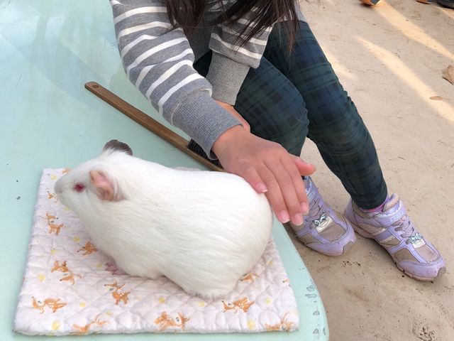 可愛い_万騎が原ちびっこ動物園