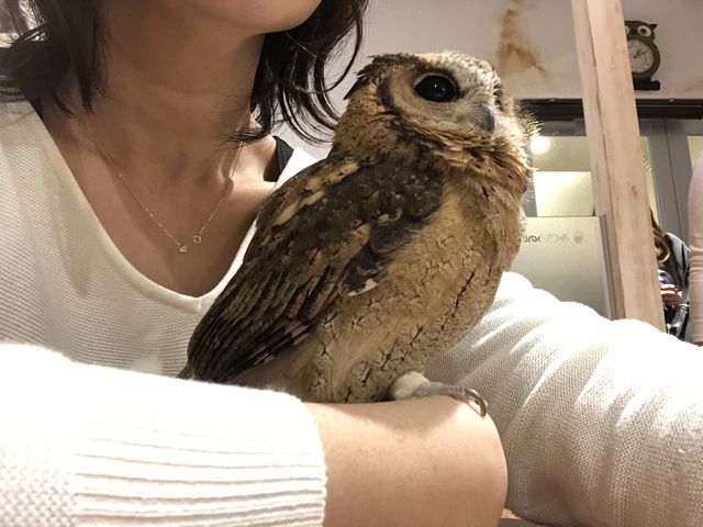 テーブルブースのかれはちゃん。とっても大人しく優しい子です。_ふくろうのいるカフェ天神