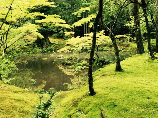 蟻の行列のようにして並んで拝見しましたが、充分に楽しめました。
_西芳寺