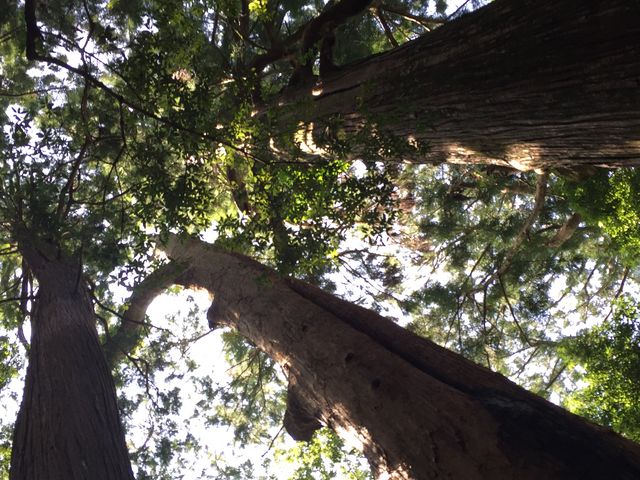 どらえもんさんの野中の一方杉の投稿写真1