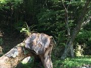 どらえもんさんの秀衡桜の投稿写真1