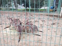 桐生が岡動物園の写真1