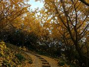 きょうさんの垂水千本イチョウの投稿写真1