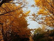 きょうさんの垂水千本イチョウの投稿写真2