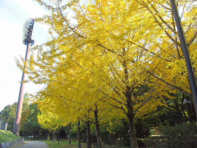 黄葉したいちょう並木_越谷総合公園