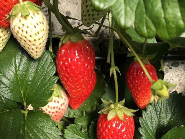 真っ赤ないちごがたくさん!_いちごの山内屋
