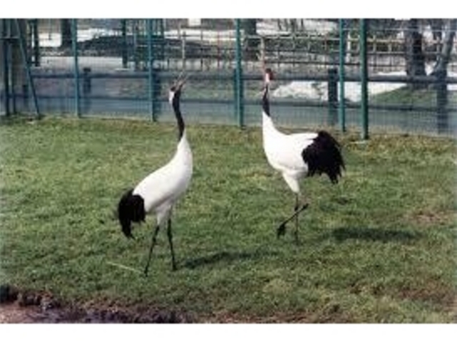 丹頂鶴自然公園_丹頂鶴自然公園