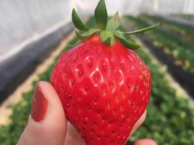 いちご_いちご農園 雅ファーム