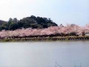 mituさんの宇佐神社の投稿写真1