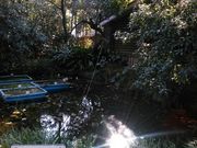 かるがもんさんの池袋の森の投稿写真1