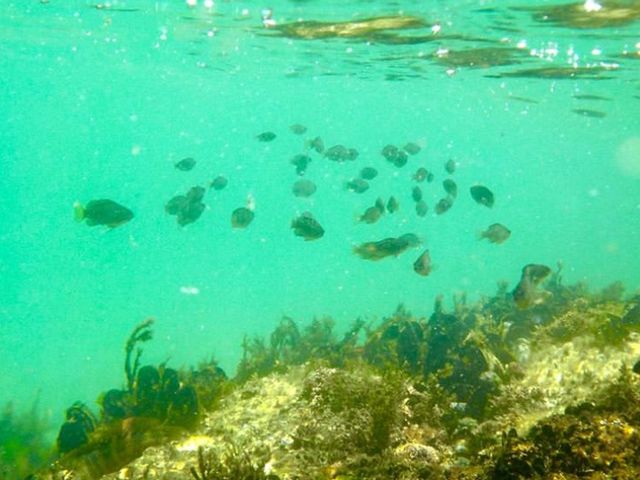 丹後由良海水浴場…☆+° 小魚の群れ!!_丹後由良海水浴場