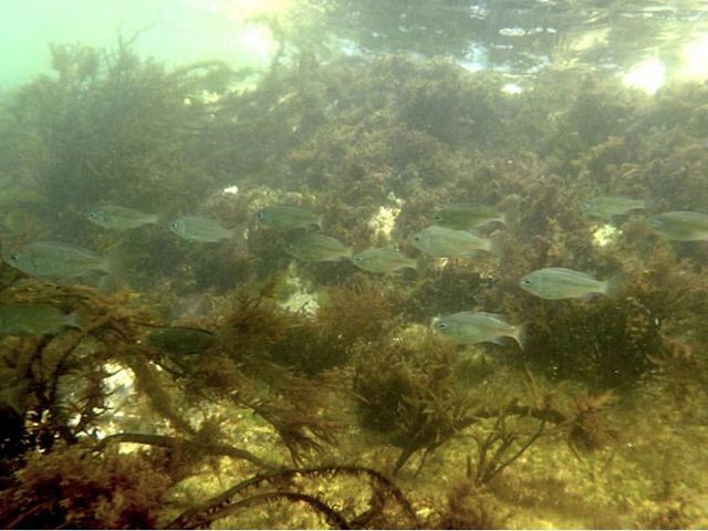 丹後由良海水浴場…☆+° 小魚の群れ!!_丹後由良海水浴場