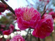 マックさんの茶臼山の投稿写真17