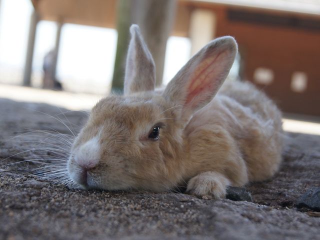 うさぎの島(大久野島)