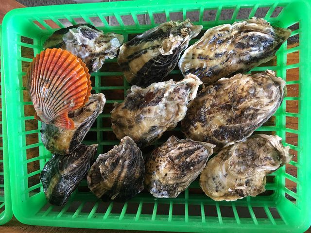 一籠1000円。ヒオウギ貝は別売です。_かき焼き・勇栄丸