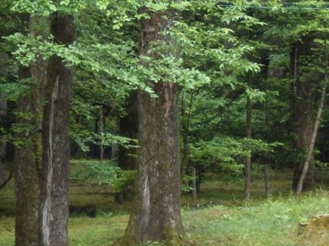 諏訪神社、大きな木がたくさん_諏訪神社(長野県軽井沢町)