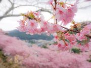 八兵衛さんの河村瑞賢公園の河津桜の投稿写真2