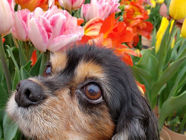 チューリップが綺麗に咲いています_国営木曽三川公園・木曽三川公園センター