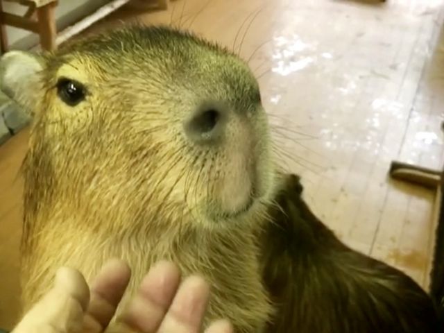 ポテトちゃん_CAPYBARA LAND カピバランドPUIPUI