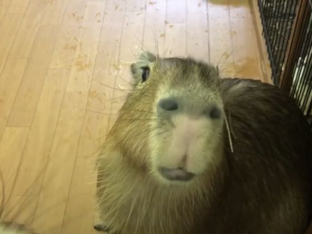 リンゴちゃん_CAPYBARA LAND カピバランドPUIPUI