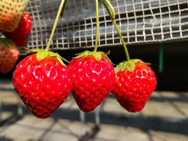 真っ赤に熟れたキレイなイチゴ。いやミツゴ?
甘くて美味しいです。_川原いちご農園