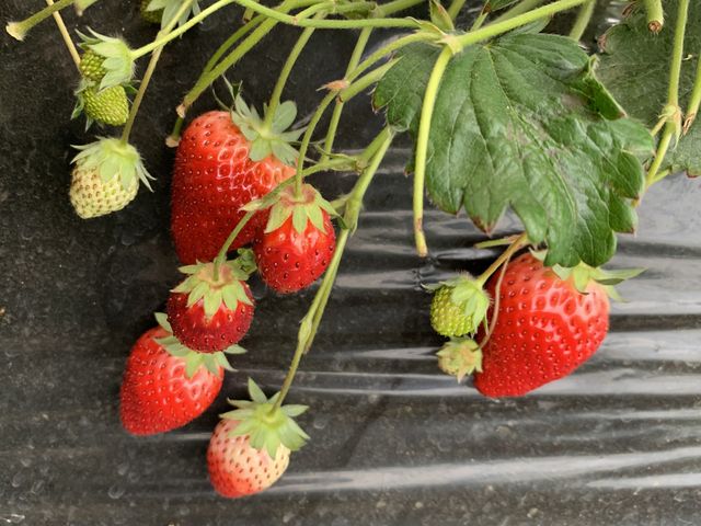絵に描いたようないちご_MASHIKO STRAWBERRY FARM
