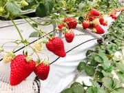 あこるさんの沼田農園の投稿写真1