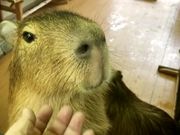 しまりすくんさんのCAPYBARA LAND カピバランドPUIPUIの投稿写真3