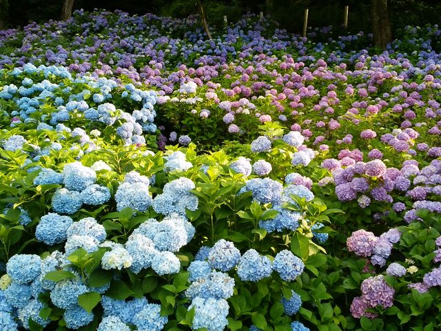 あすみ湖(蓮池)には沢山のアジサイが咲きとてもきれいでした_母さんの楽校