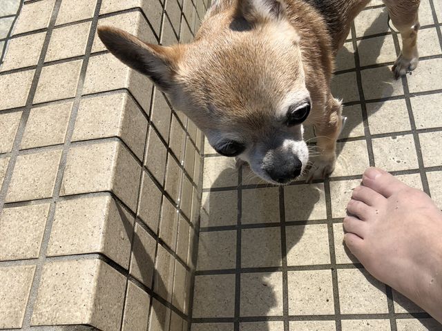 ぬるめのお湯に じっとたたずむ_屋外足湯「あったまり〜な」