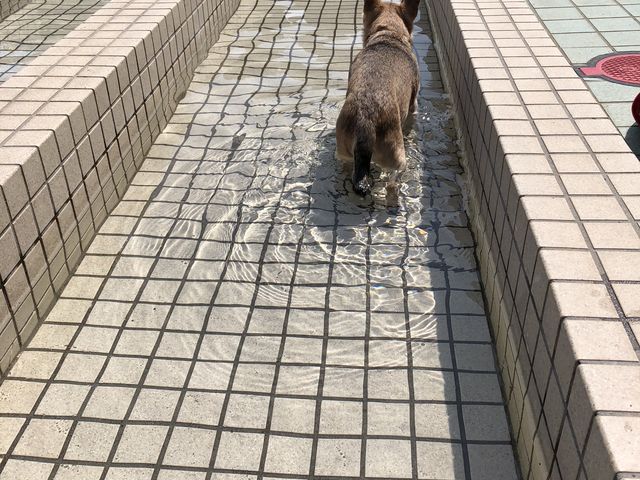上り口を発見し、自力ででようと向かって行くチワワん_屋外足湯「あったまり〜な」