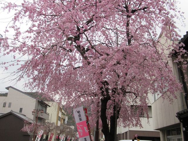 参道に咲き濃い目のピンクの花が満開の枝垂れ桜_伊奈波神社