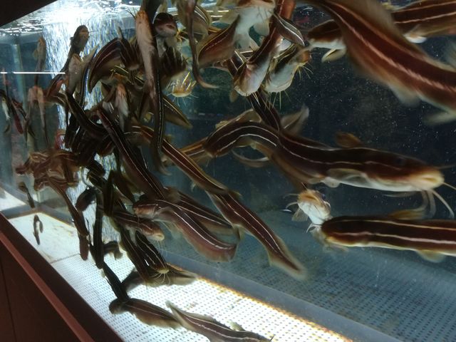 むろと廃校水族館_むろと廃校水族館